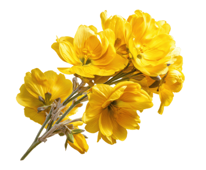 Bright yellow flowers ideal for decoration and crafting png