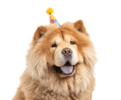 Joyful dog in a colorful party hat png