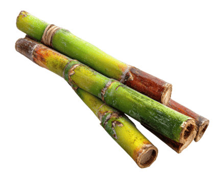 Fresh sugar cane stalks ready for juicing and cooking png