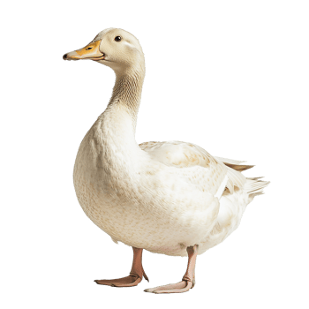 Domestic Duck Goose Isolated on the Transparent Background png