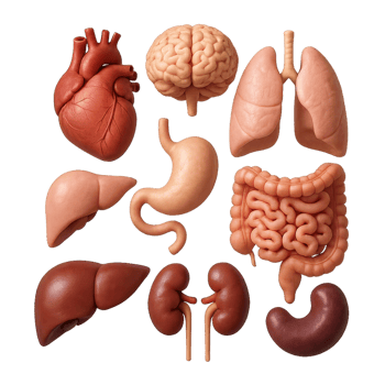 3D Model of Human Body Organs for Educational Purposes and Projects png