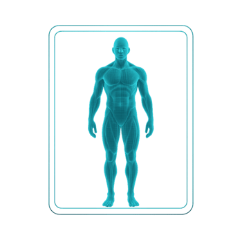 3D Body Scan Display with Simple Composition for Educational Use png
