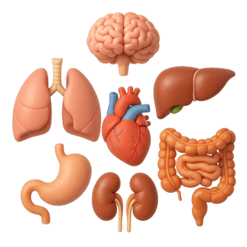 Colorful 3D Rendered Body Organs for Educational Purposes png