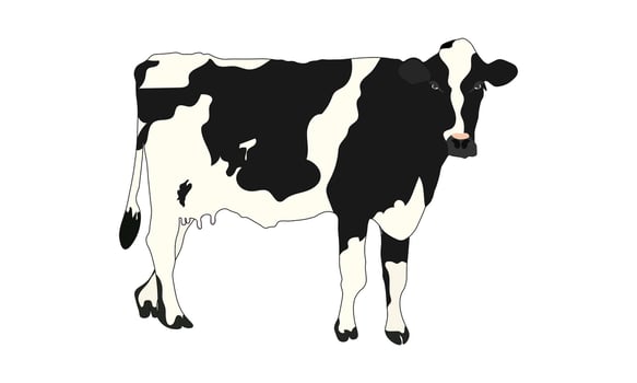 Holstein Friesian Cow Illustration, Australian Breed Cow , Aussie Black and White Cow, Cow , on a white background vector