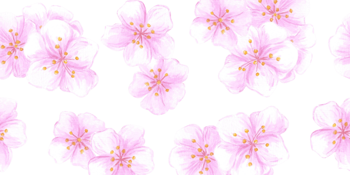 Hand drawn watercolor cherry blossom seamless border. Illustration of spring flowers isolated on no background. Can be used for textile, fabric, wrapping and other printed products. png