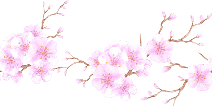 Hand drawn watercolor cherry blossom seamless border. Illustration of spring flowers. Can be used for textile, fabric, wrapping and other printed products. png