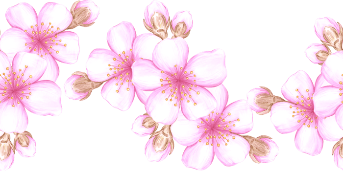 Hand drawn watercolor cherry blossom seamless border. Illustration of spring flowers can be used for textile, fabric, wrapping and other printed products. png