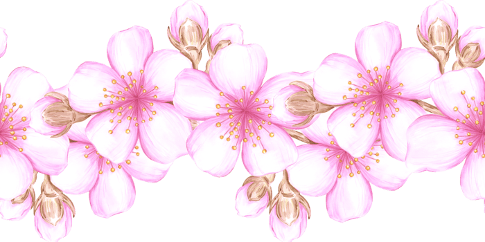 Hand drawn watercolor cherry blossom seamless border. Illustration of spring flowers. Can be used for textile, fabric, wrapping and other printed products png