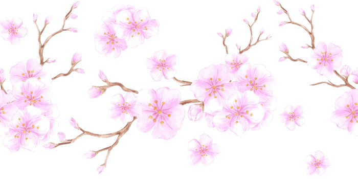 Hand drawn watercolor cherry blossom seamless border. Illustration of spring flowers that can be used for textile, fabric, wrapping and other printed products. png