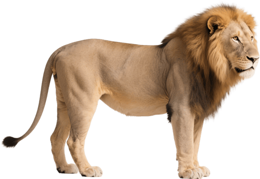 A lion stands tall in profile with a majestic mane glowing under soft sunlight png
