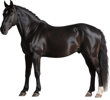 A regal friesian horse in side view shows off its long mane and powerful build in motion png