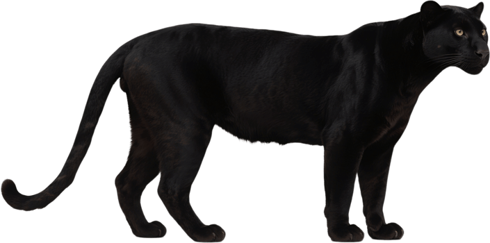 A black panther side view showing off its muscular body and sleek black fur png