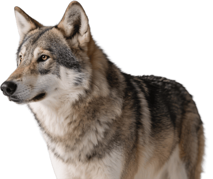 A side profile of a wolf with thick fur and strong build gazing into the distance with alert posture png