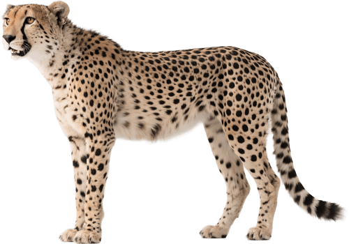 A cheetah stands in profile showing off its sleek body and alert expression png