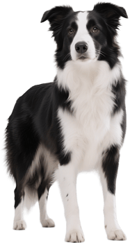 Border collie looking at the camera with alert eyes and standing posture in a natural setting png