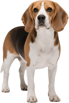 Beagle standing up and looking straight at the camera with alert eyes and perky ears png