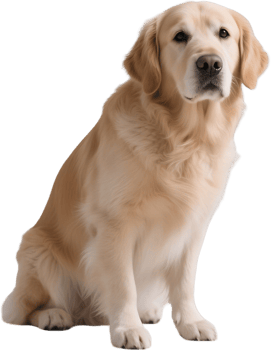 Golden retriever sitting upright on its back legs in a playful yet obedient stance png