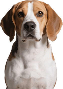 Beagle close-up of the face showing large round eyes and signature tri-colored fur pattern png