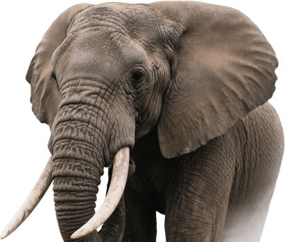 Close-up of an African elephant face showing tusks skin texture and powerful gentle presence png