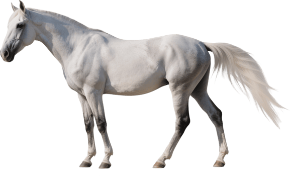 Majestic Andalusian horse in side view showing its strong build and graceful presence png