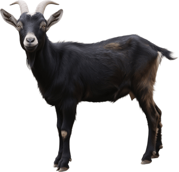 A black goat in side view with a short beard sharp eyes and curved horns standing calmly png