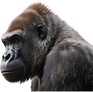 A gorilla gives a smug look directly into the camera as if it knows no one can challenge it png