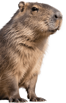 Close up of a cute capybara face looking forward with gentle and calm expression png