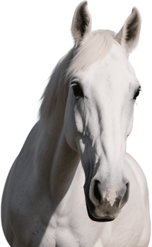 A white horse's face in close up with a gentle gaze and flowing mane png
