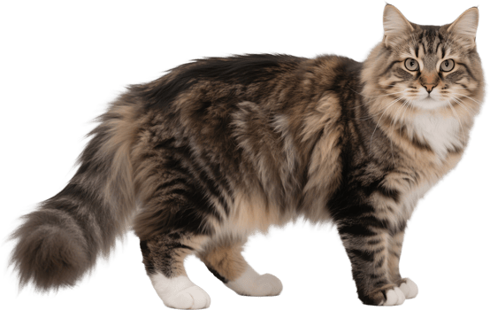 A Siberian cat with thick tail standing on all fours looking alert png