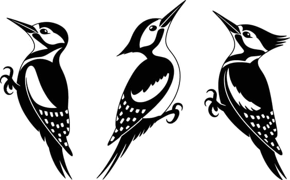 illustration of three black and white woodpecker silhouettes posing on a white background vector