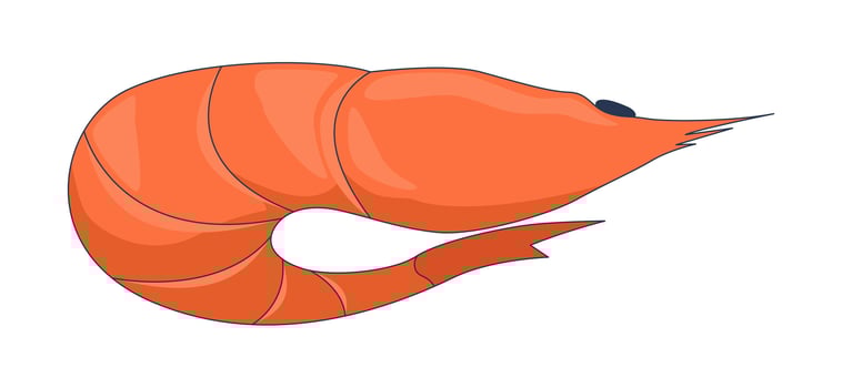 Whole orange shrimp in curled position 2D cartoon object. Raw seafood crustacean. Shellfish prawn. Sea creature. Marine ingredient isolated element flat clip art on white. Spot illustration vector