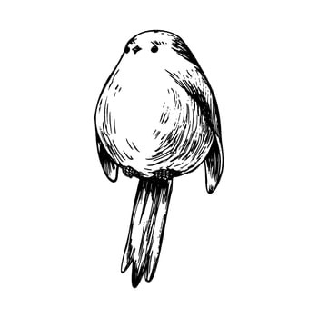 Long-tailed tit, bird three-quarters, very cute, funny, realistic. Graphic line art hand drawn ink black and white illustration clip art. Separate element isolated vector