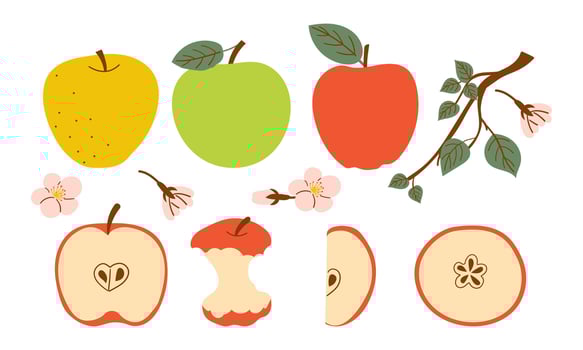 Whole apple and bitten red apple fruit icon . Red apples fruit icon set isolated on a white background . Hand drawn set of branch flower and various type of apple fruit . vector