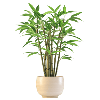 Fresh Bamboo Stalks In Container Transparent Background png