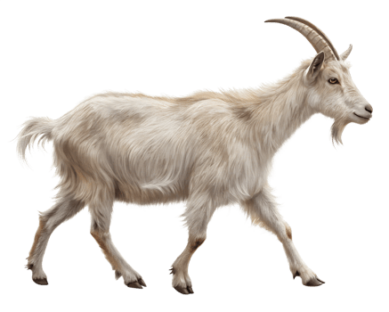 3D Illustration, Domestic Goat walking, isolated on a transparent background png