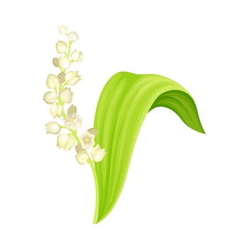 Lily of the valley. May bell flower, symbol of spring illustration on white background vector
