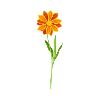Beautiful marigold orange flower. Elegant floral design element illustration vector