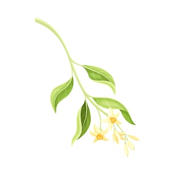 Orange blossoming branch with white flowers illustration vector