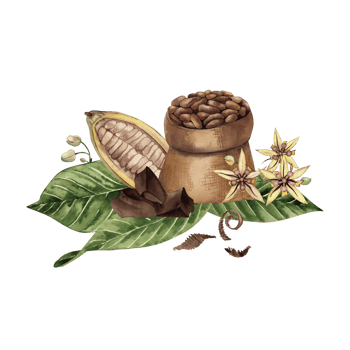 A bag of cocoa beans stands on the leaves of a chocolate tree, next to it are cut beans with seeds inside, flowers, pieces of chocolate. The illustration is hand-drawn with watercolors Botanical style png