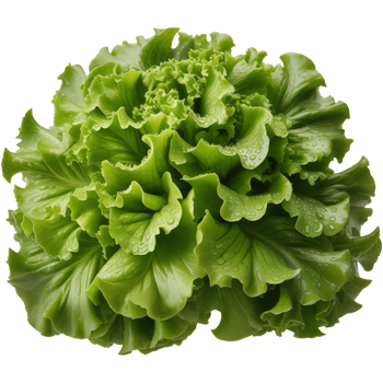 Crisp green lettuce leaves Image Art, Crisp lettuce isolated on transparent background, Crisp lettuce illustration png