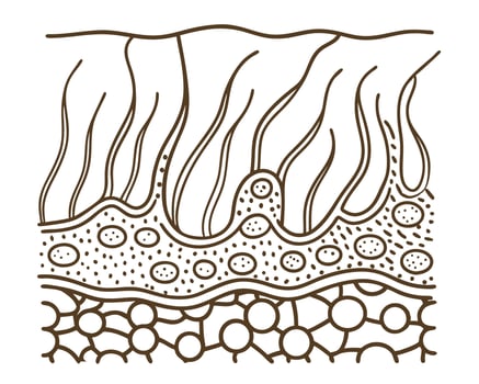 cross sectional illustration of skin layers, epidermis and dermis structure with detailed cells vector