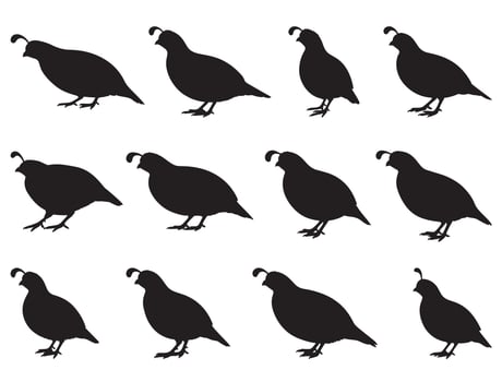QUAIL SILHOUETTE WHITE BACKGROUND vector