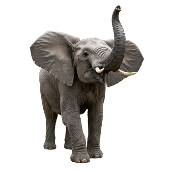An elephant with its trunk out png