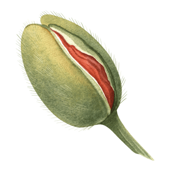 Poppy bud beginning to bloom, showing red petals inside green shell. Hand-drawn botanical isolated watercolor element. Great for botanical themes and floral collections with poppy flowers and bouquets png