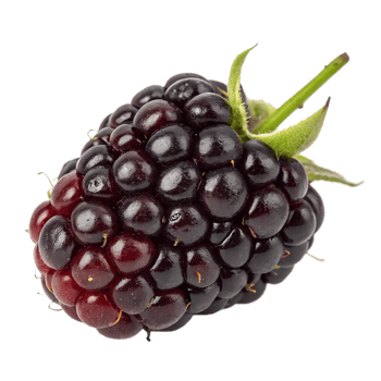 Boysenberry Fruit. Isolated on transparent background png