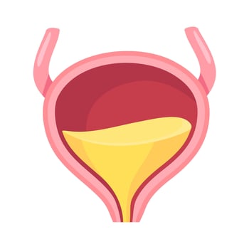 Human bladder structure, anatomy study vector