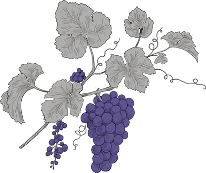 Grapes fruit coloring botanical sketch illustration vector