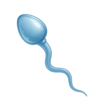 3D Illustration of a Simple Sperm Cell for Biological Concepts png