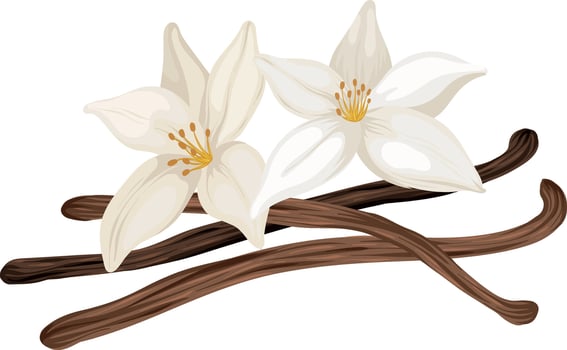 Realistic Vanilla Flowers and Beans vector