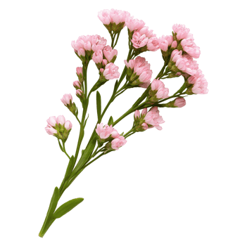 Pink limonium sinuatum flower spray image isolated transparent. Floral statice romantic bloom cut out . Perennial herb. Botanical specimen cutout element object photography png